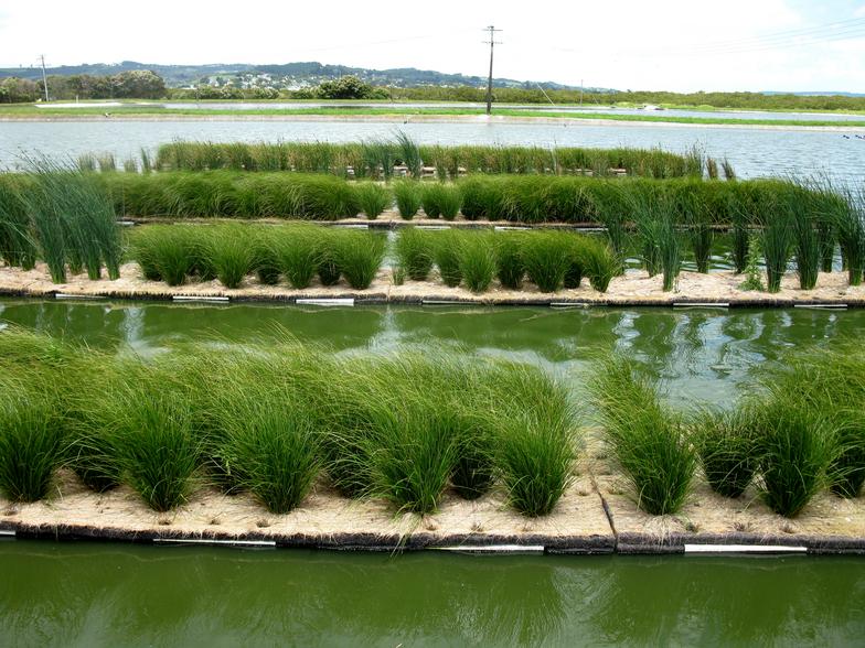 New Zealand floating islands for nitrate removal