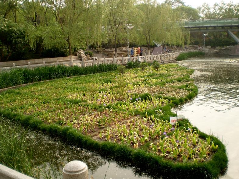 Floating island that removes nitrate and other contaminants